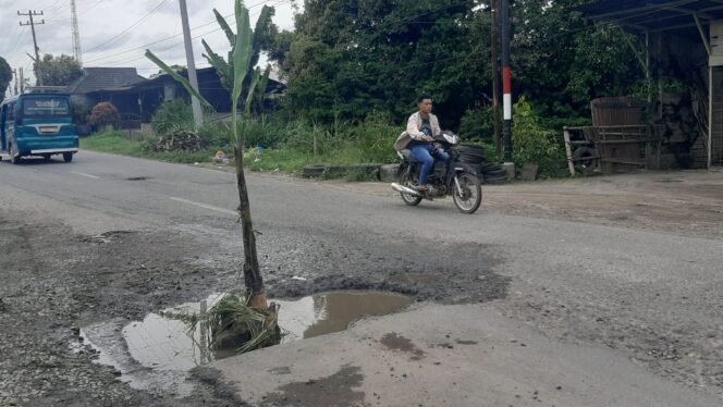 
					Penampakan Jalan Nasional Kabanjahe-Kotacane Ditanami Pohon Pisang